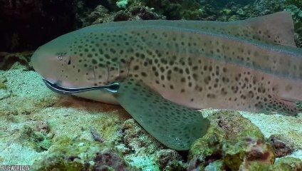 12 Rarest Shark Breeds You've Never Heard Of