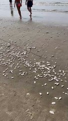 Aparecimento de moluscos mortos em praia de SC intriga moradores e turistas
