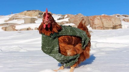 «Je ne t'oublierai jamais» : Monique, la célèbre poule du navigateur Guirec Soudée, est morte