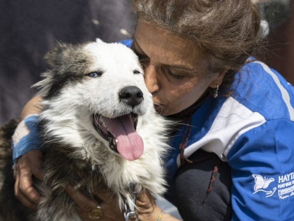 Wunder in der Türkei: Hund wird 23 Tage nach dem Erdbeben gerettet