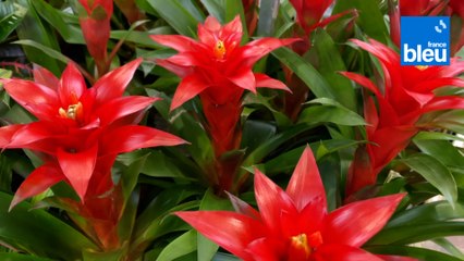 Roland Motte, jardinier : adoptez une broméliacée