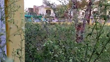 पार्क में व्याप्त गंदगी, फुलवारी की जगह उगी झाड़ियां