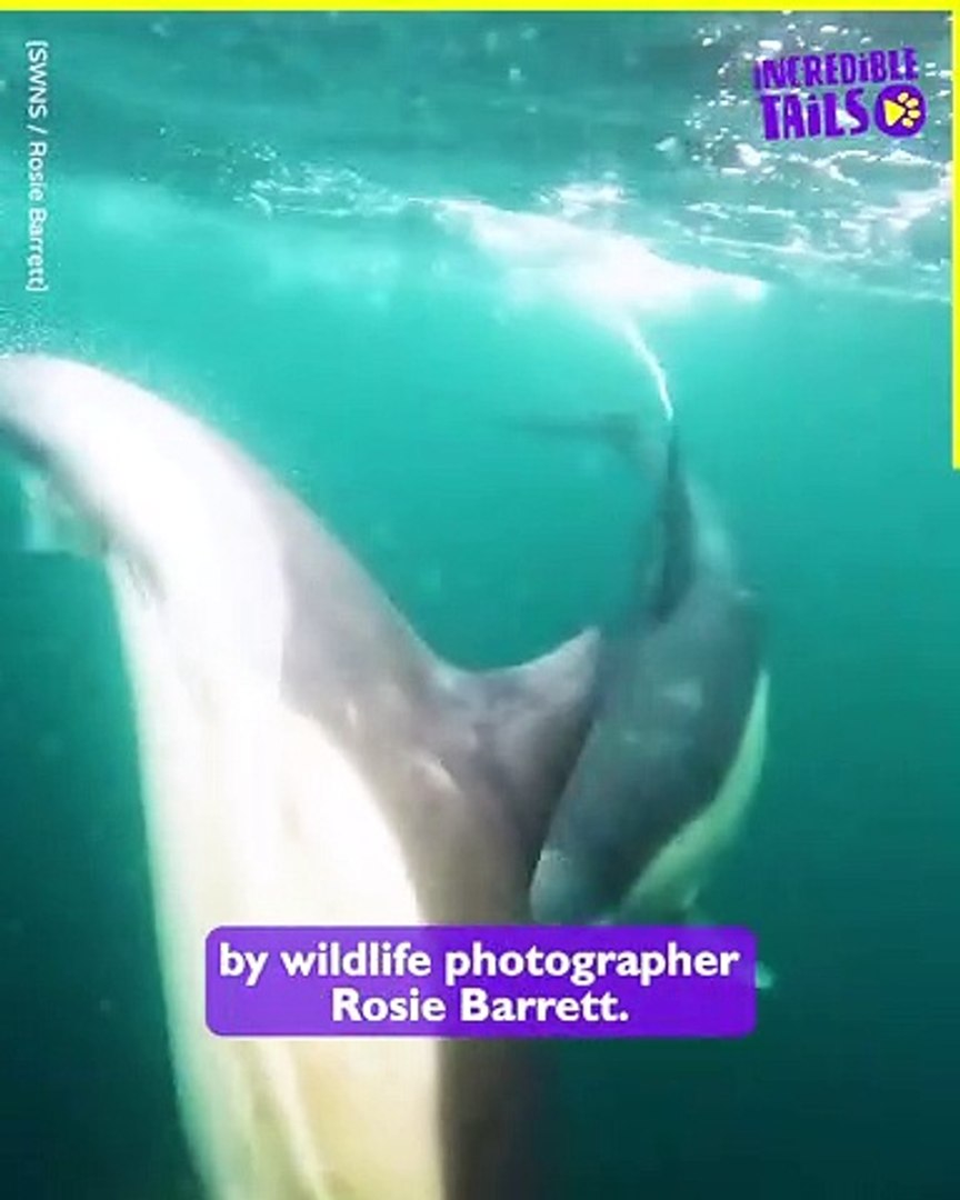 ⁣Check out these amazing Dolphins