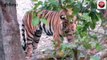 sidhi: Governor saw tigers in Sanjay Tiger Reserve, fed bananas to ele