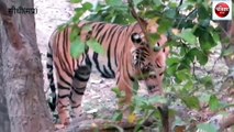 sidhi: Governor saw tigers in Sanjay Tiger Reserve, fed bananas to ele