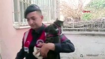 Ağır hasarlı binalarda mahsur kalan kediler kurtarıldı