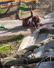 Ape-solutely Adorable: Orangutan Helps Baby Retrieve Bottle at the Zoo!