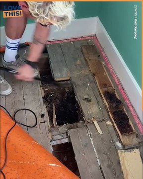 Bee-lieve it or Not: Couple Finds 6ft Beehive Under Their House!