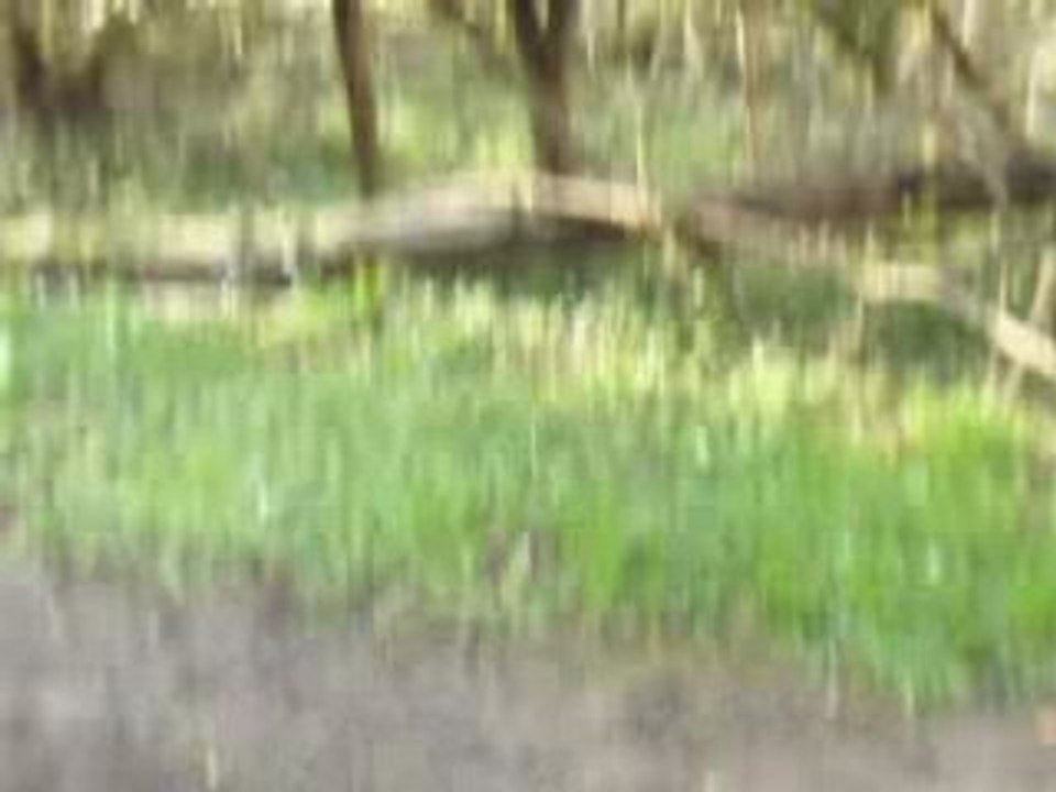 The Score : Saut d'un arbre (6m)