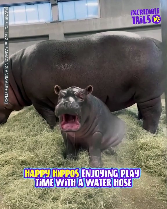 This baby hippo loves splashing around !!