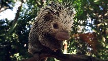 Spikes or No Spikes? Are Porcupines Born With Them or Without Them?