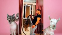 Funniest Animals 2023  Funniest Cats and Dogs  Videos | Just meow