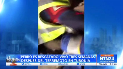 Video: rescatan a un perro con vida tres semanas después de terremoto en Turquía