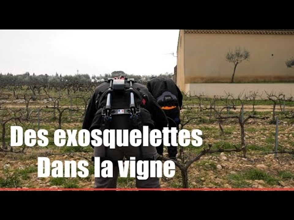 Agriculture : des exosquelettes pour faciliter le travail dans les vignes