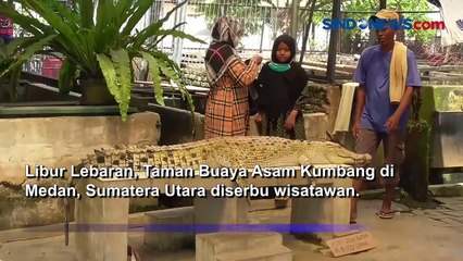 Rasakan Sensasi Berlibur Dikelilingi Ribuan Ekor Buaya di Taman Asam Kumbang