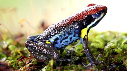 frog video 4k HDR