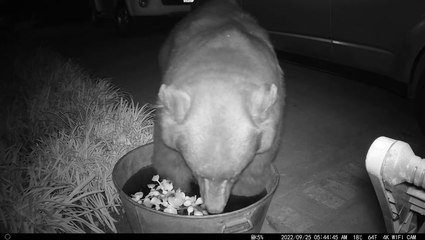 Massive bear tries and fails to take a bath in tiny tub of water