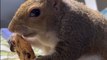 Cute squirrel is adamant about helping her friend finish her chocolate chip cookie
