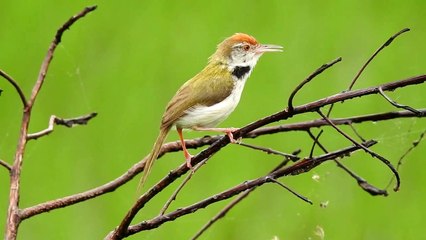 rufous-tailed-tailor-bird 4k video