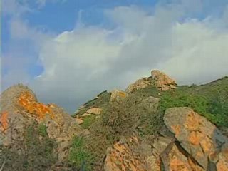 Chasse Traditionnelle Sanglier en Corse