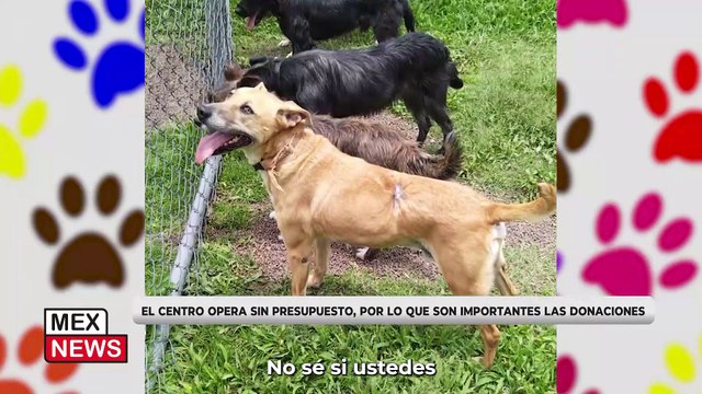 ¿SABES DÓNDE PUEDES ENCONTRAR AL MEJOR AMIGO QUE TENDRÁS EN TU VIDA? AQUÍ TE LO CONTAMOS