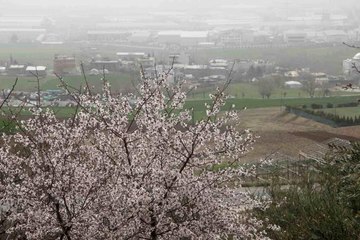 Adıyaman'da ağaçlar hüzne çiçek açtı