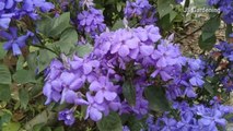 Blooming flower in spring season | Blue flower in spring