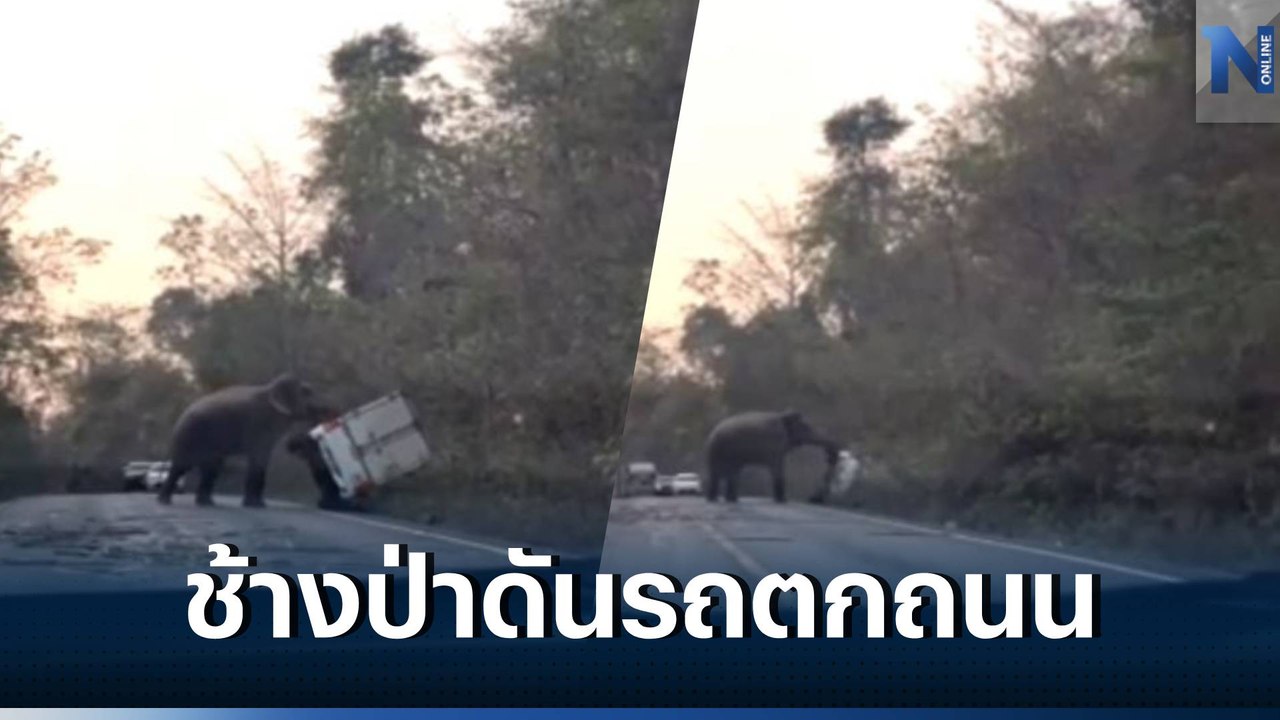 นาทีระทึก! "ช้างป่า" ดันรถกระบะตู้ทึบตกข้างทาง...