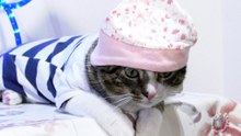 Cat in Clothing