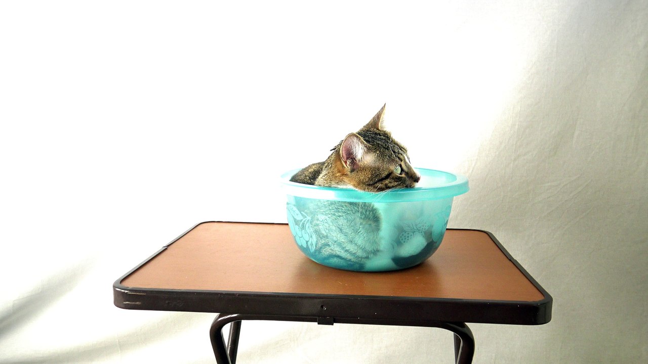 The Cat in the Basin