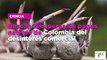 Buscan recuperar las papas nativas de Colombia del desinterés comercial