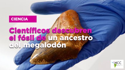 Científicos descubren el fósil de un ancestro del megalodón