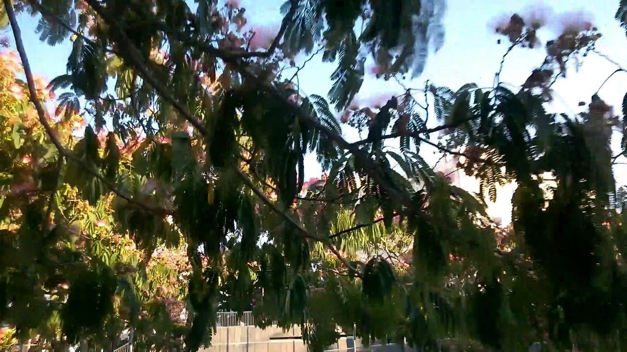 partie 2 film manuel ferré "la grande coïncidence de l'équipe rocco"  (ainsi dansent les quiproquos... )