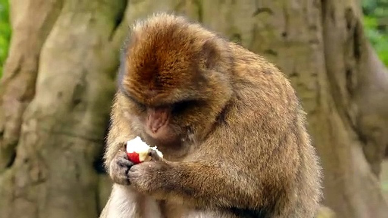 macaco-8216