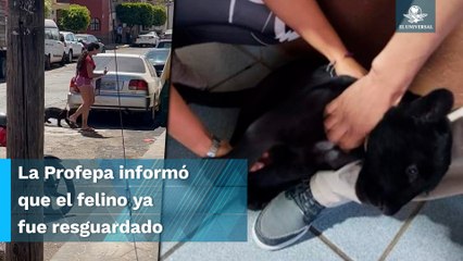 Captan a mujer paseando un puma bebé en calles de Jalisco