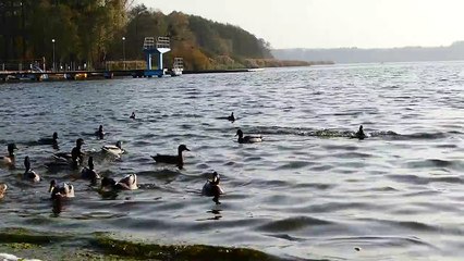 ducks duck crosswords water