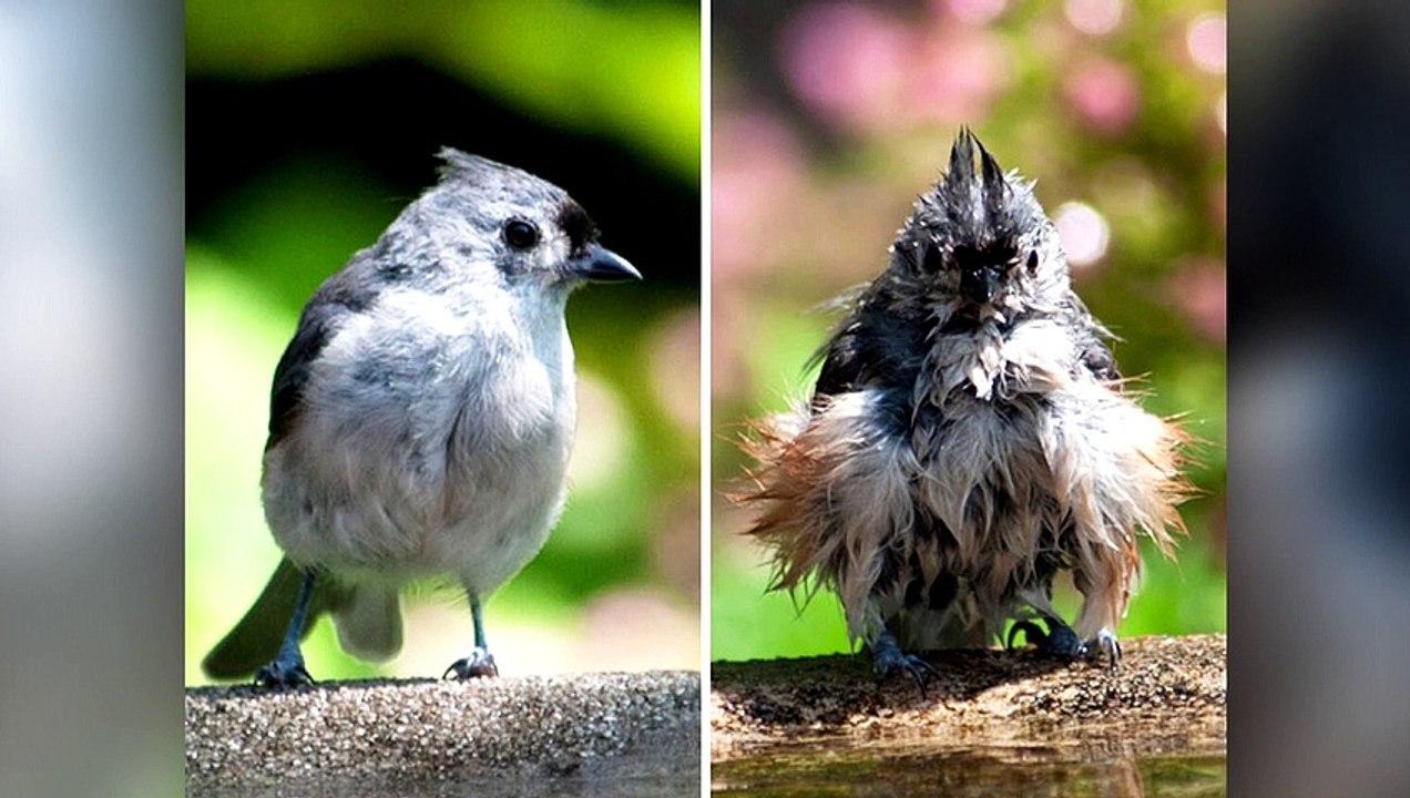 Funny Animals Before And After A Bath