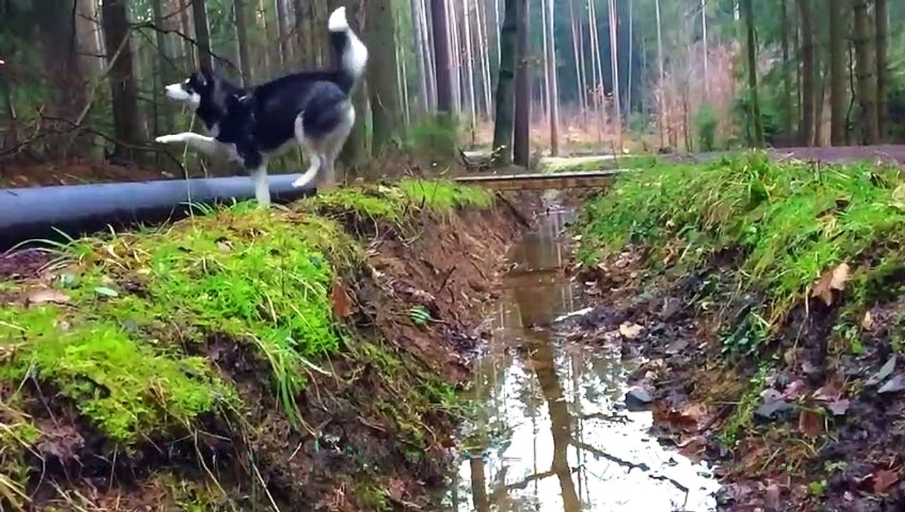 Husky Kenji springt wie irre durch ein Feld ) d-- FUNNY HUSKY I KENJI ☆ I ellylicious♡
