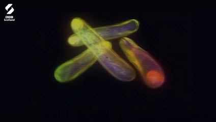 The Mystery of Anthrax Island | movie | 2022 | Official Trailer