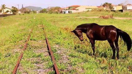 Descobrir: Os Criadores de Saci | movie | 2014 | Official Trailer