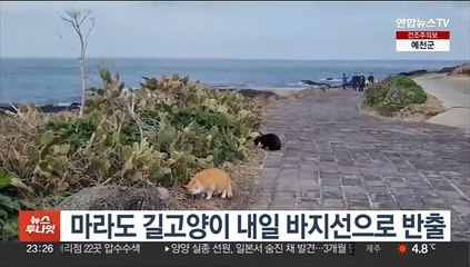 제주 마라도 길고양이 내일 바지선으로 반출