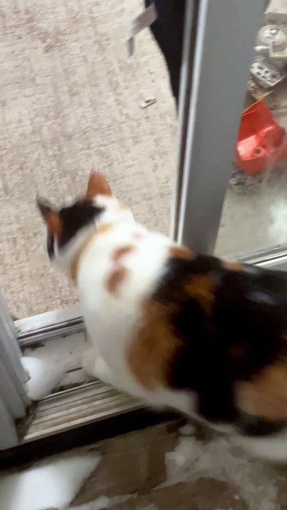 Our Cat’s First Time in the Snow