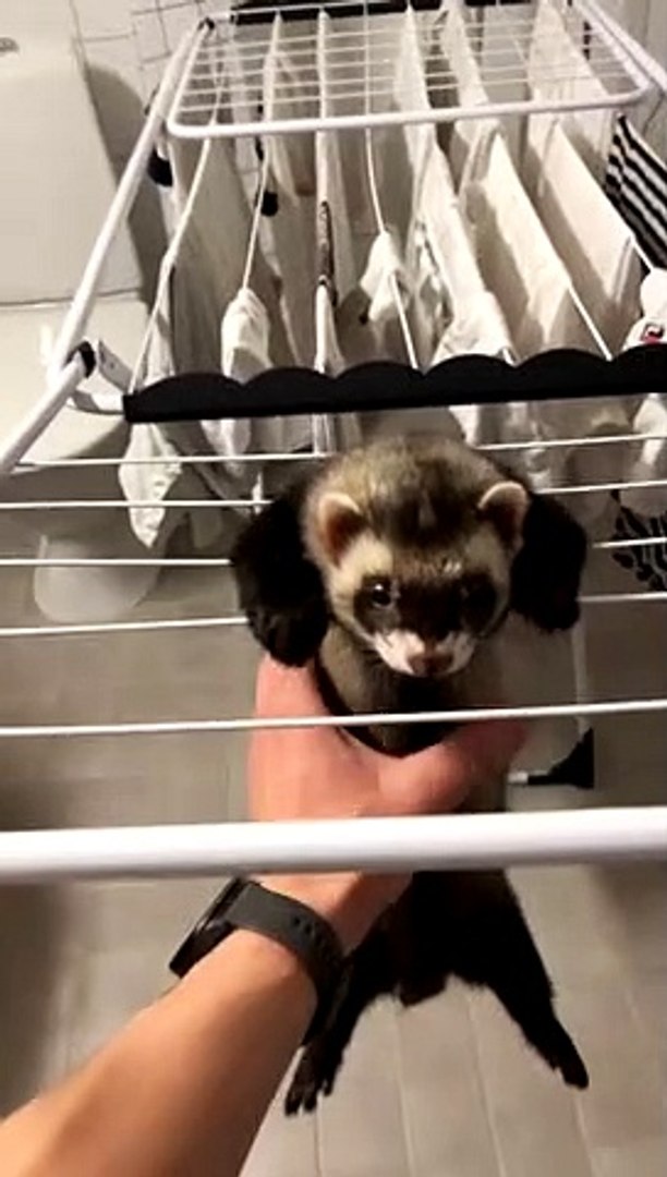 ⁣Chill Ferret Just Hangs Out