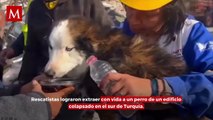 Rescatan a perro en Turquía tres semanas después de terremoto: “cada criatura viviente nos importa”