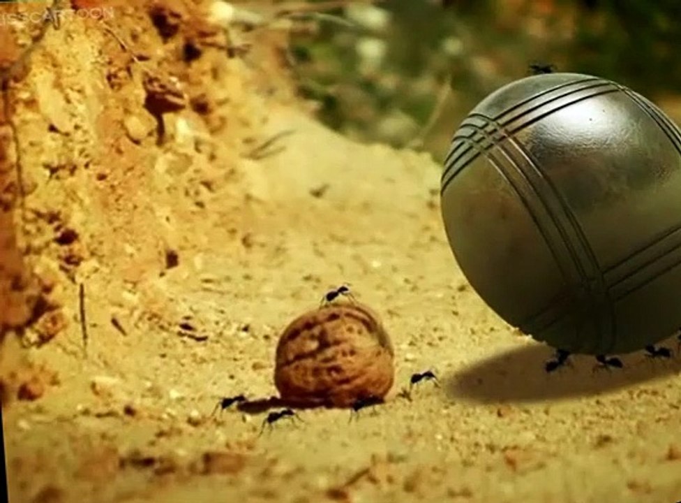 Minuscule Minuscule S02 E003 Shellproof Nut - video Dailymotion