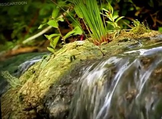 Minuscule Minuscule S02 E007 The Caterpillar Who Wanted to See the Ocean