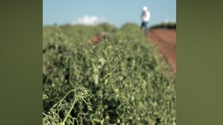 Na Paraíba, polícia apura caso de plantios de tomate afetados por herbicida que gerou perda milionária