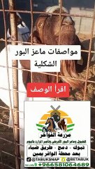 ماهي مواصفات ماعز البور الشكلية