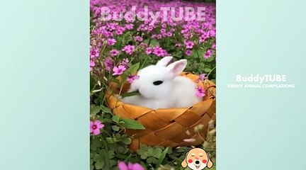 Funny animals videos 2022  Cute and funny animals videos compilation