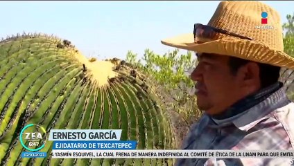 El Cerro de las Biznagas cuenta con cactus de más de 150 años de historia